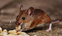 hospital-and-healthcare-facility-pest-management Experts in Antioch